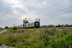 SMM_4938