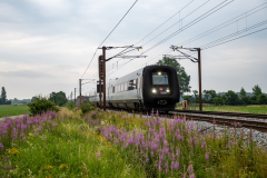 SMM_4951