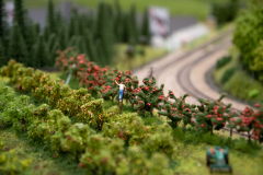 SMM_0631