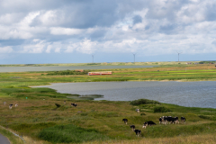 SMM_5366